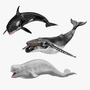 3D Rigged Whales Collection model