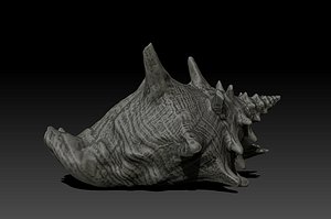 conch sea snails 3d model