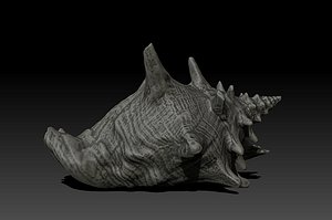 Conch (Strombidae)