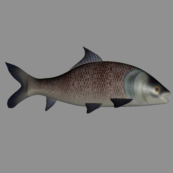 modelo 3d Fish Collection - TurboSquid 2049936