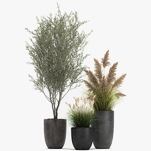 3D model Plants in a black pot for the interior 1051