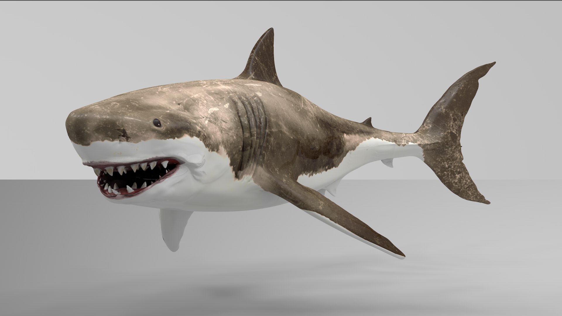 great white shark rigged 3D https://p.turbosquid.com/ts-thumb/Zl/GujvOM/0FMTVKQt/2nd/png/1591662602/1920x1080/fit_q87/c2985331c16fe775cfaac9d506e176a27b864187/2nd.jpg