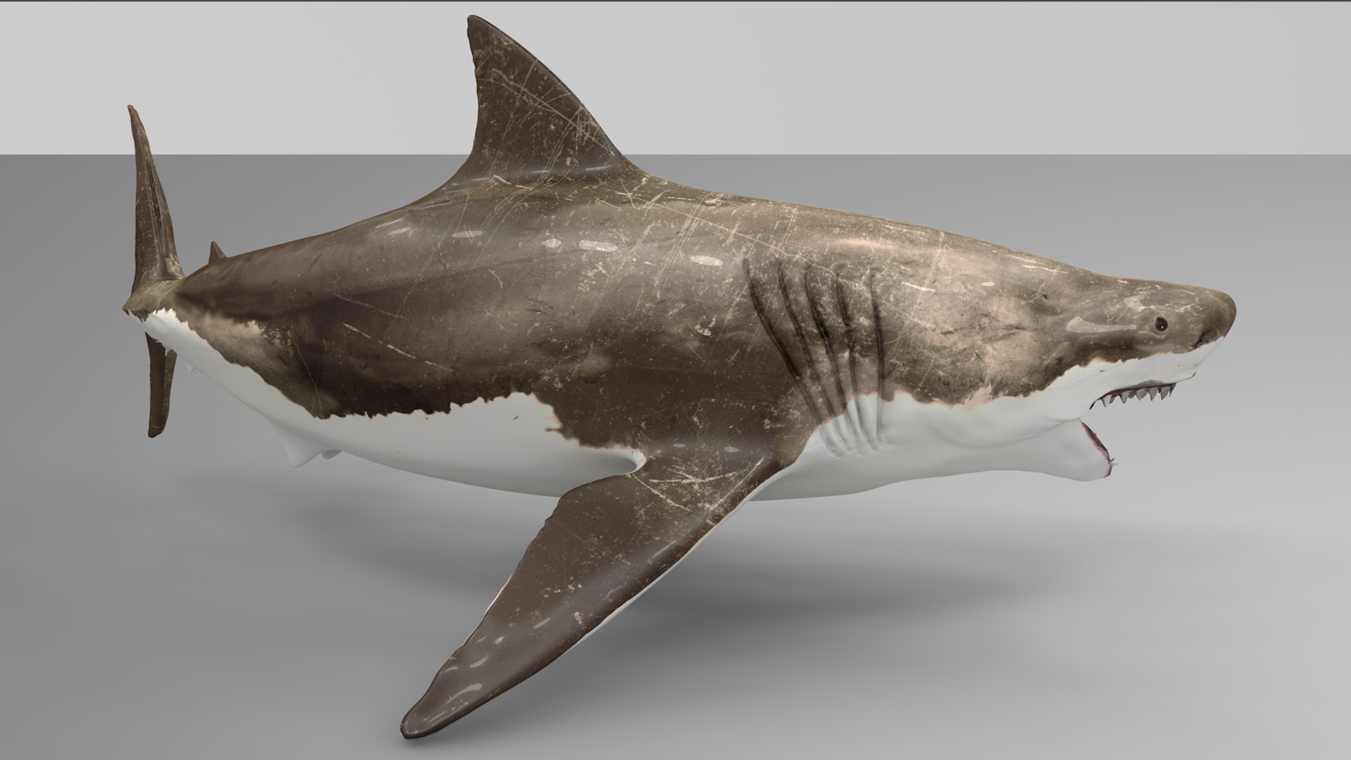 great white shark rigged 3D https://p.turbosquid.com/ts-thumb/Zl/GujvOM/BTfRdZpY/05/png/1591662602/1920x1080/fit_q87/593babdba2070b2fb1926f12f43ab67024db1506/05.jpg
