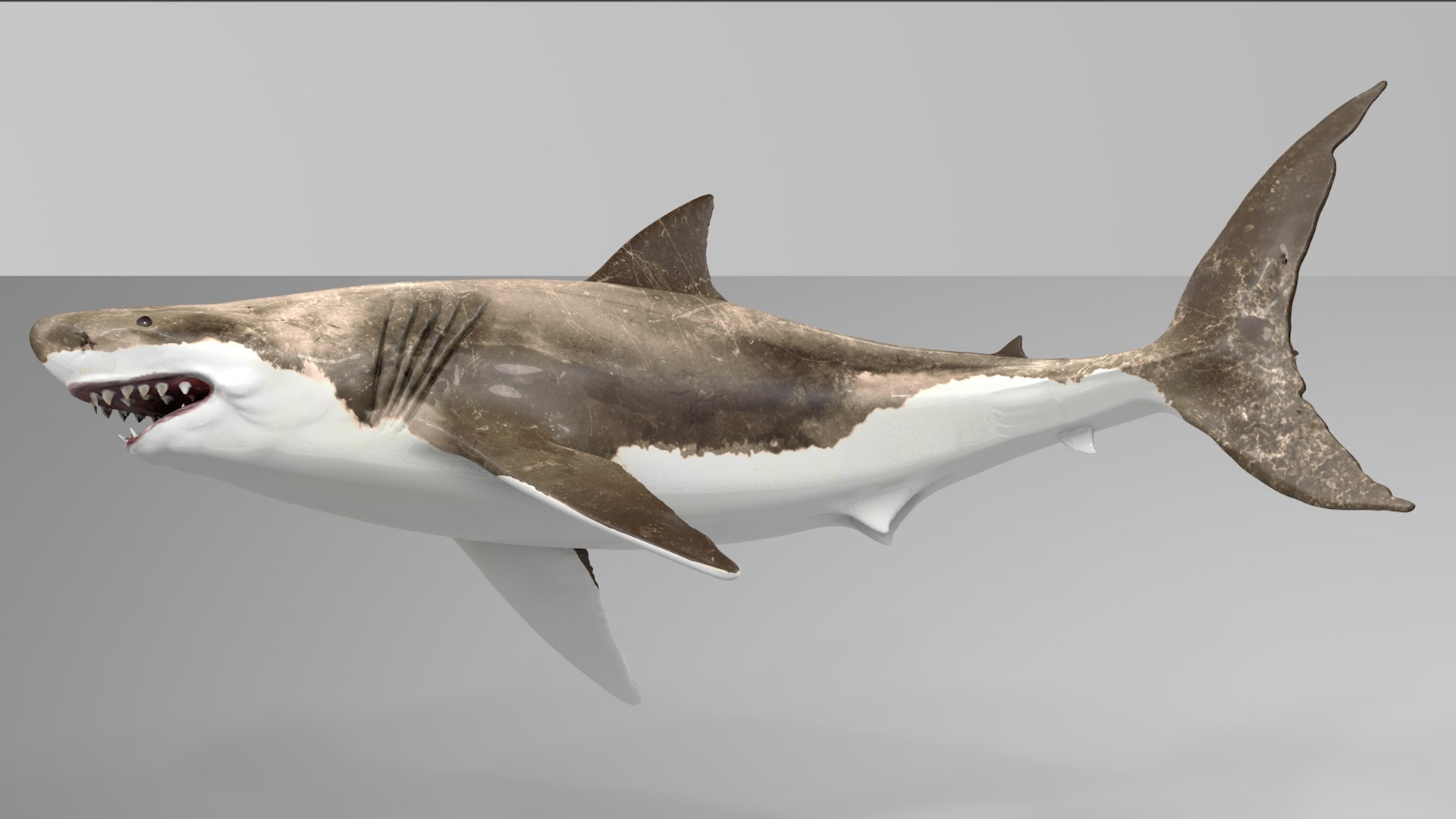 great white shark rigged 3D https://p.turbosquid.com/ts-thumb/Zl/GujvOM/HwnwXu0m/14/png/1591662603/1920x1080/fit_q87/43c9f8f8ba73c7c35cc2c8135516087f8bc71e28/14.jpg