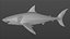 Grande Tubarão Branco Rigged L756