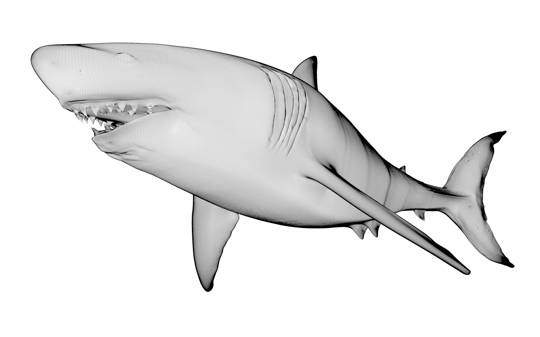 great white shark rigged 3D https://p.turbosquid.com/ts-thumb/Zl/GujvOM/KCGs4U5r/z/jpg/1591663336/1920x1080/turn_fit_q99/20bde397efd283eced9c6deb18d572e8ca4f5949/z-1.jpg