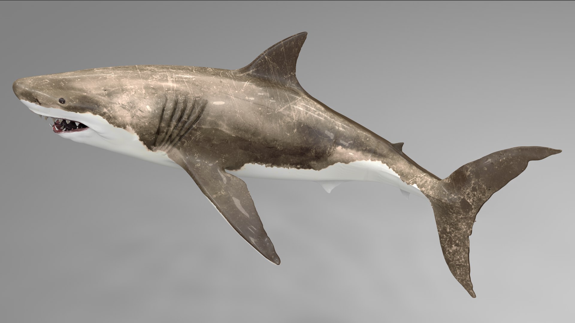 great white shark rigged 3D https://p.turbosquid.com/ts-thumb/Zl/GujvOM/Mw1wQu1e/11/png/1591662603/1920x1080/fit_q87/f9c2069171ce986c3f135aabc158c3ac1a1549f4/11.jpg