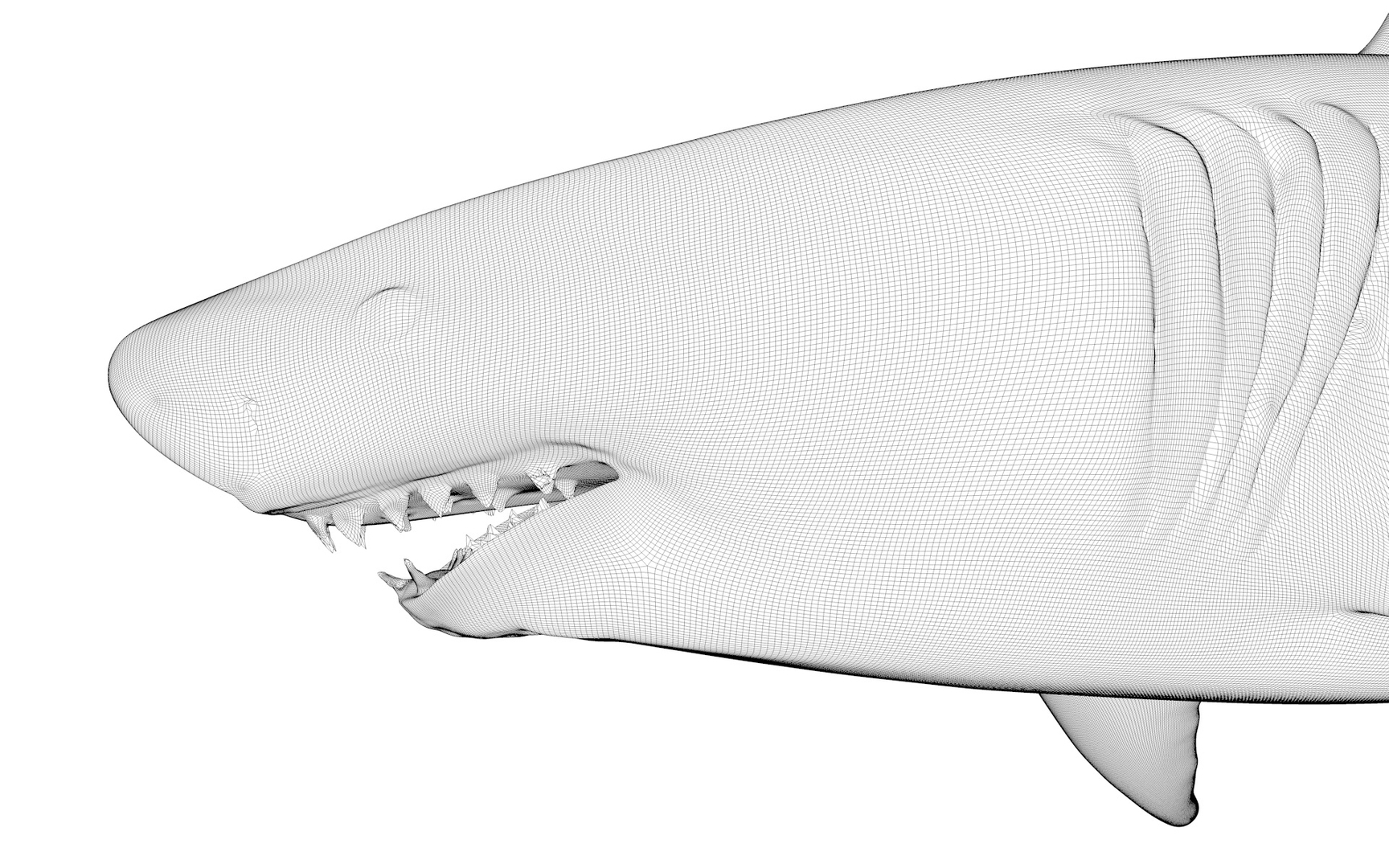 great white shark rigged 3D https://p.turbosquid.com/ts-thumb/Zl/GujvOM/TC9dIGo8/z/jpg/1591663582/1920x1080/turn_fit_q99/8c23585e678894e03be6cf74859718540fc73099/z-1.jpg