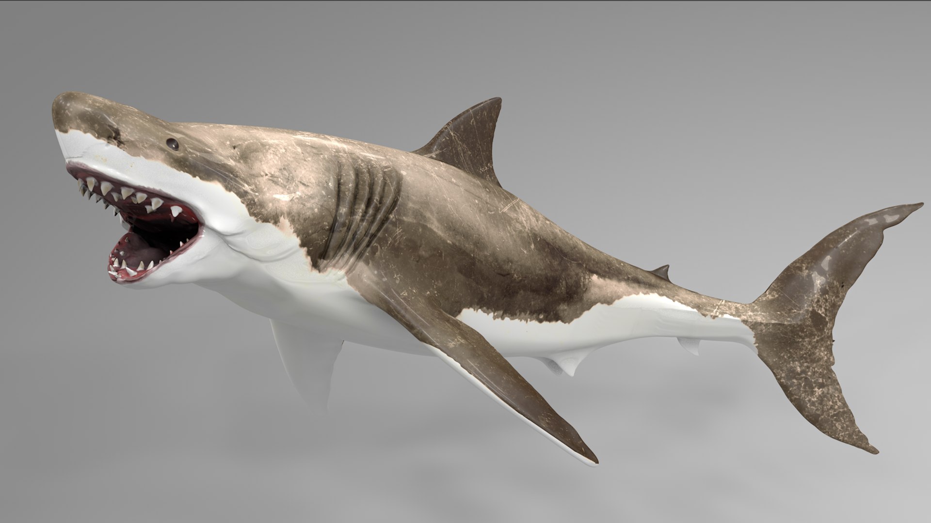 great white shark rigged 3D https://p.turbosquid.com/ts-thumb/Zl/GujvOM/TnFrRvJ0/13/png/1591662603/1920x1080/fit_q87/1712e6a489496083e114a7fb986818c5d59fc85a/13.jpg