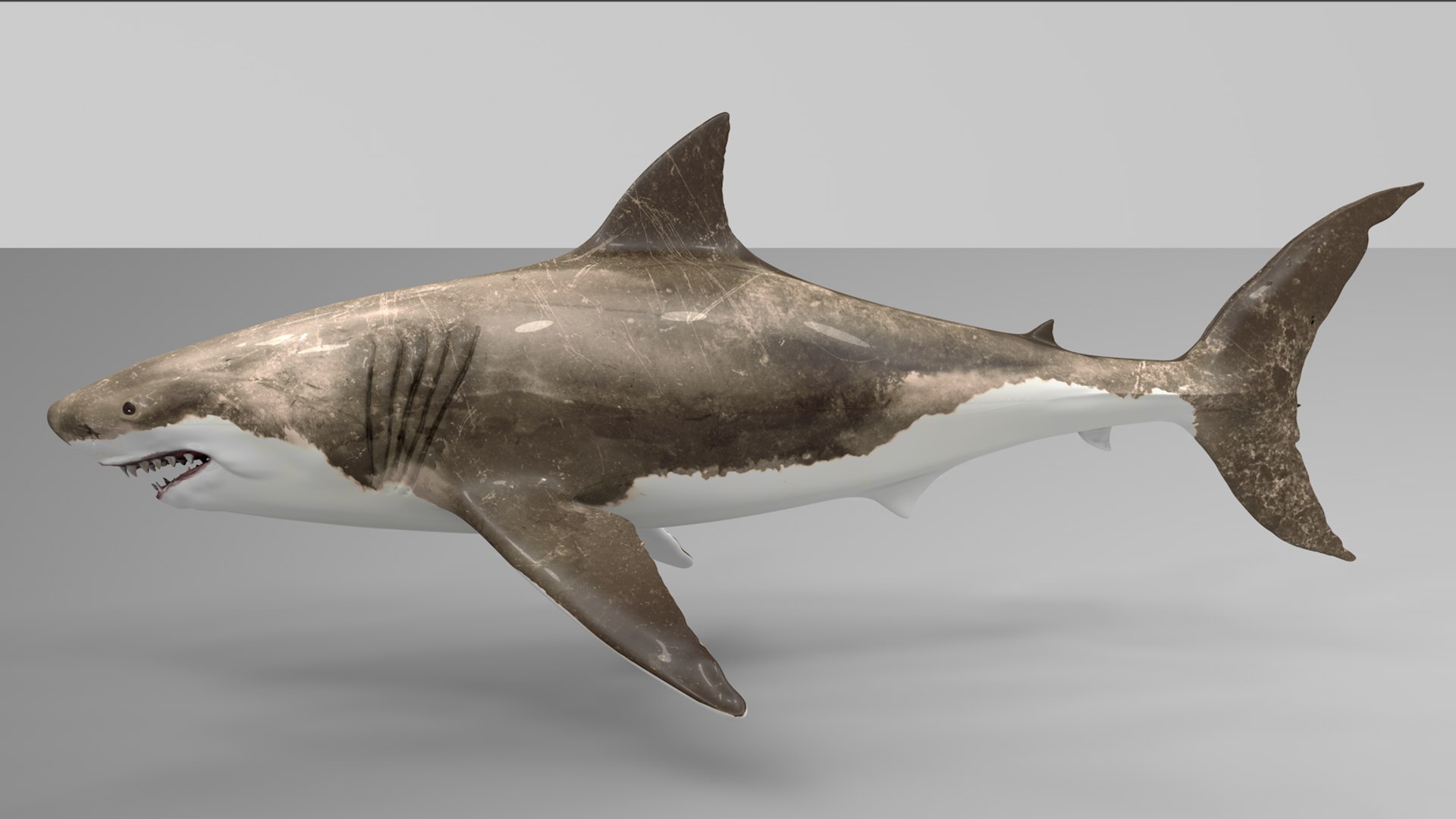 great white shark rigged 3D https://p.turbosquid.com/ts-thumb/Zl/GujvOM/Zk69rPrv/06/png/1591662602/1920x1080/fit_q87/0a257ca8de3036f1a9290cb203951f012555b783/06.jpg
