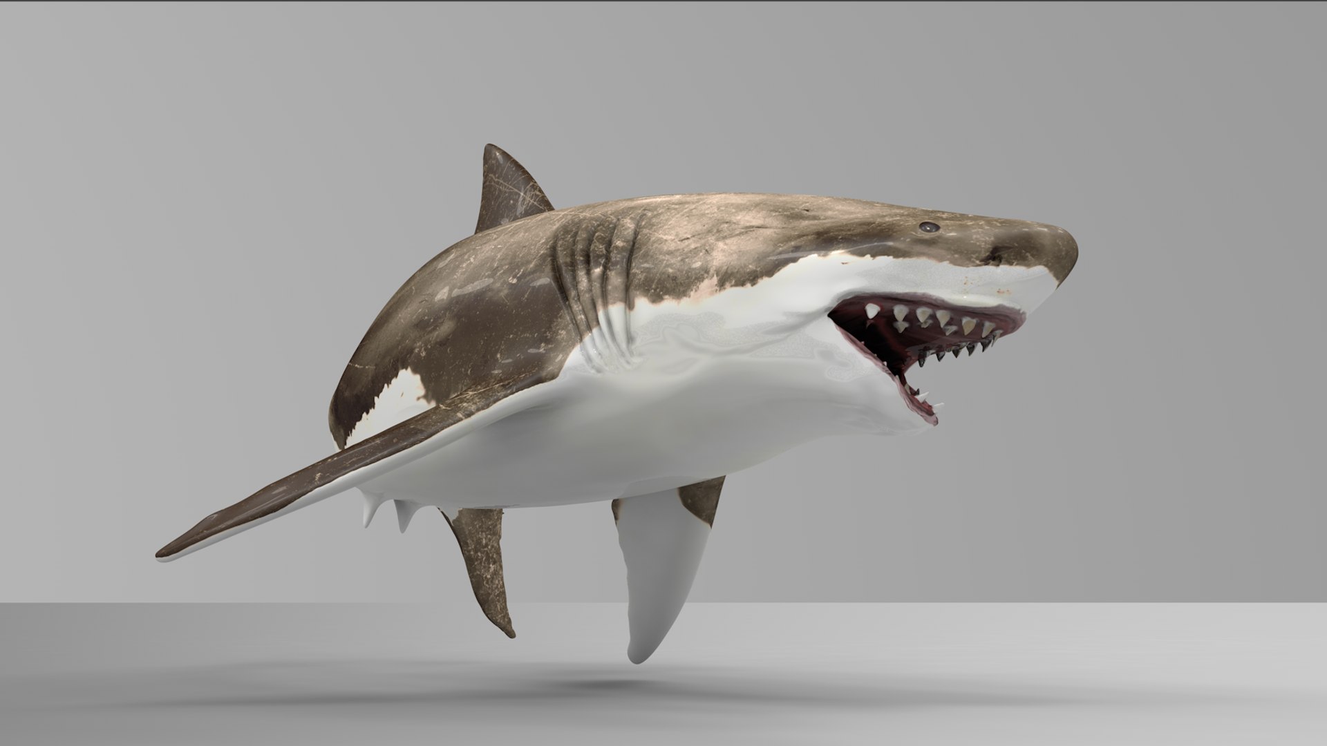 great white shark rigged 3D https://p.turbosquid.com/ts-thumb/Zl/GujvOM/jUJOsW4o/17/png/1591662603/1920x1080/fit_q87/3ba57f1807a1deb2c7b842b88bd1a8884acbdd62/17.jpg