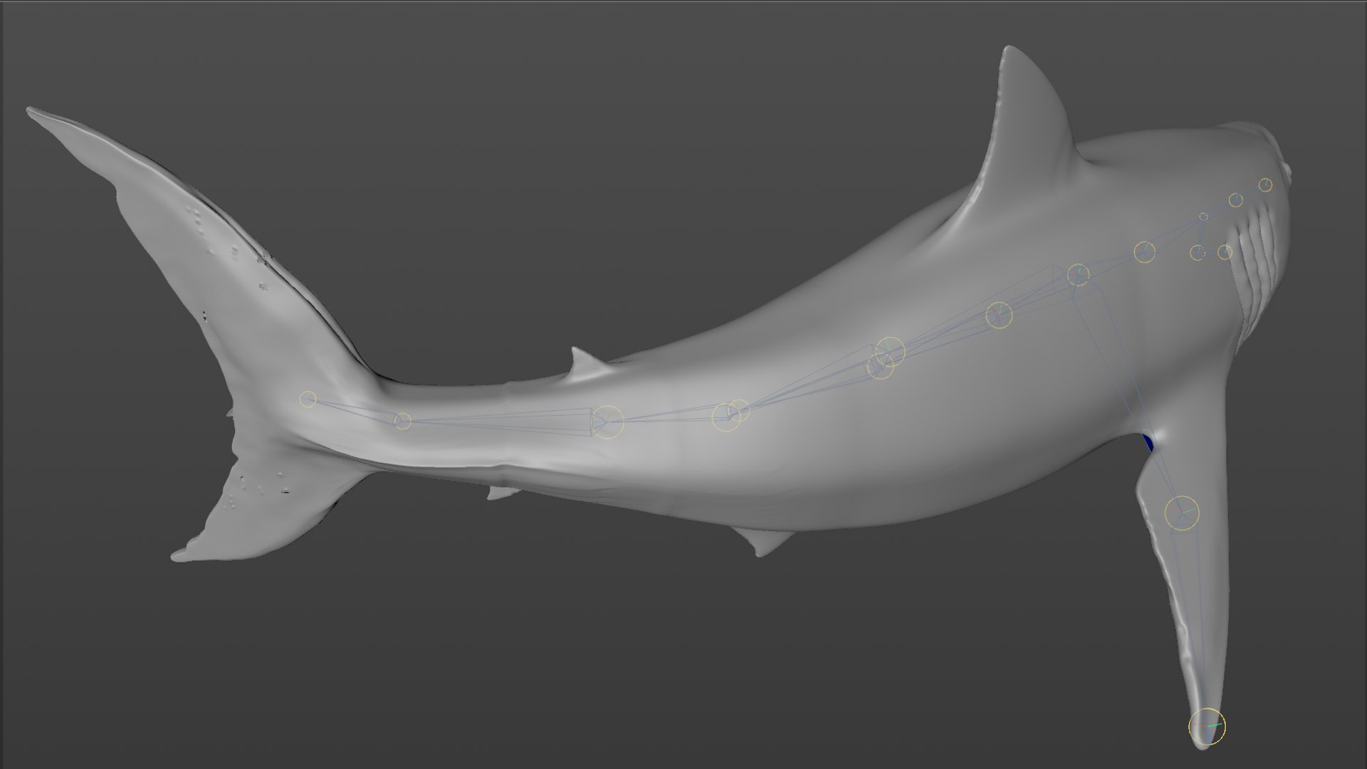 great white shark rigged 3D https://p.turbosquid.com/ts-thumb/Zl/GujvOM/l0qmYHbH/52/png/1591662961/1920x1080/fit_q87/a07d87bbafd14127a172c5c916728f9624ffb63b/52.jpg