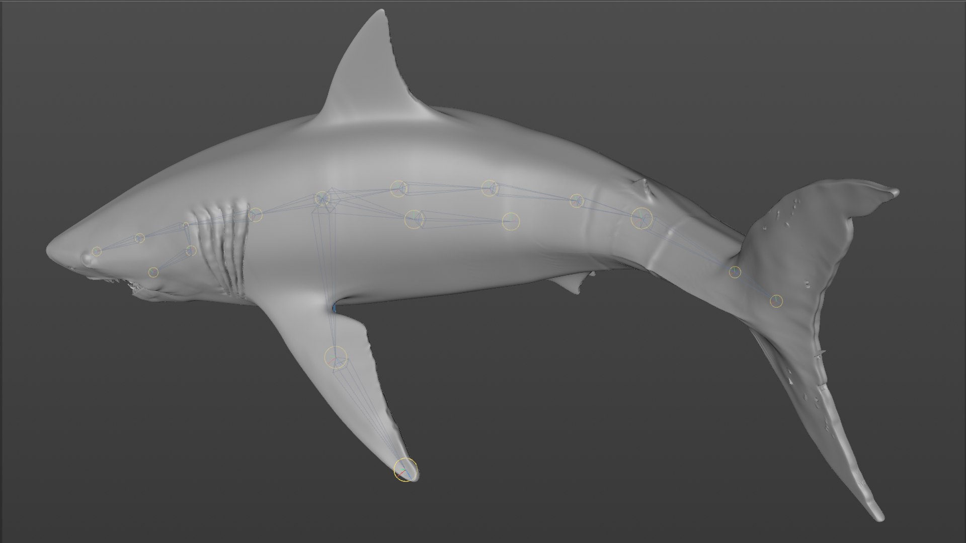 great white shark rigged 3D https://p.turbosquid.com/ts-thumb/Zl/GujvOM/lWpgreRo/36/png/1591662960/1920x1080/fit_q87/167c561a0b0c9113b198cec4db721654f64b570b/36.jpg