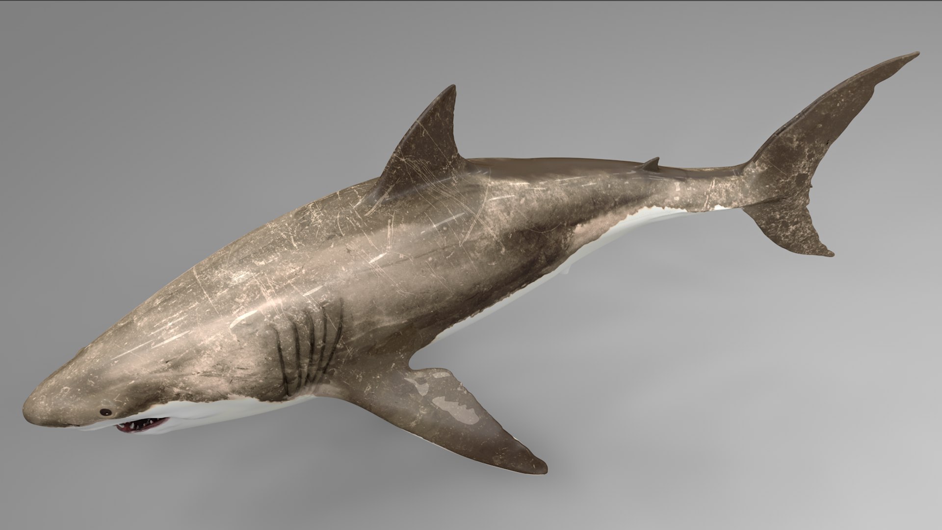great white shark rigged 3D https://p.turbosquid.com/ts-thumb/Zl/GujvOM/m49g8LN9/03/png/1591662602/1920x1080/fit_q87/7d12c3efa94dafda5f448de97e9477fd50ff69ea/03.jpg