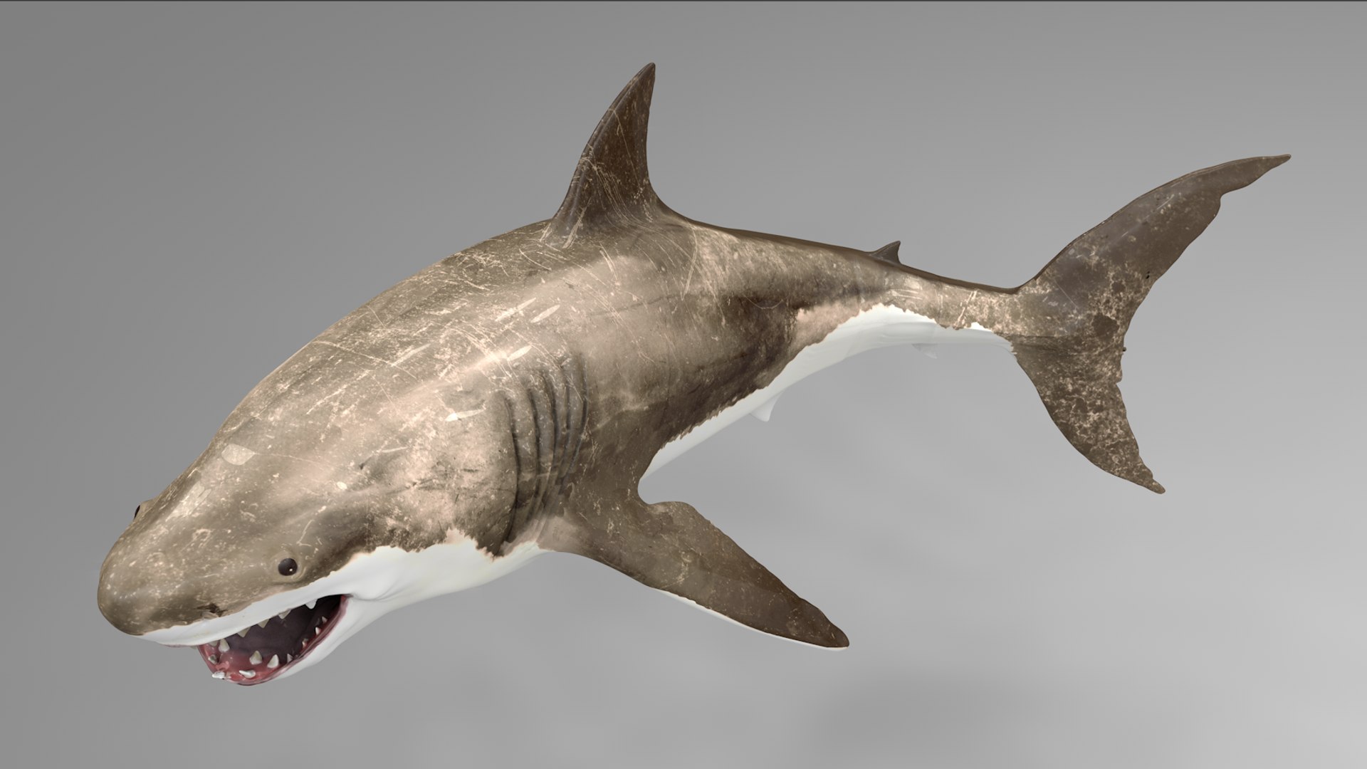 great white shark rigged 3D https://p.turbosquid.com/ts-thumb/Zl/GujvOM/oGqMn24B/18/png/1591662603/1920x1080/fit_q87/12763a92b7c54d3d73b6a5a7440e8a3b6ac0c30f/18.jpg