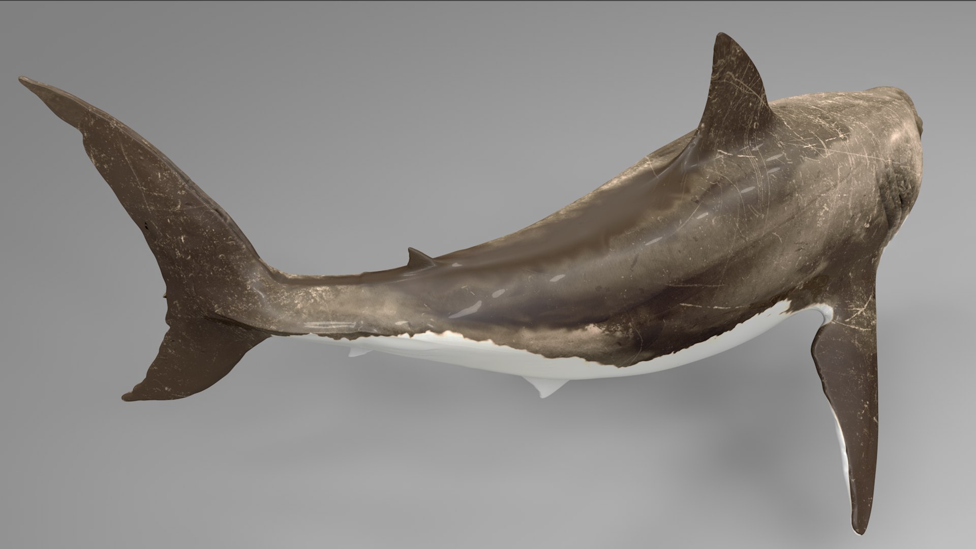 great white shark rigged 3D https://p.turbosquid.com/ts-thumb/Zl/GujvOM/wx7Jb9B3/10/png/1591662602/1920x1080/fit_q87/d3649733410d46e43905b6f0a012faa91d48a634/10.jpg
