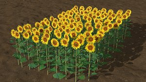 Sunflower plants 3D