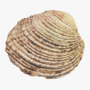 Shell Light 3D model