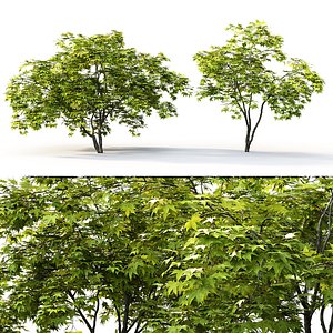 tree nature 3D model