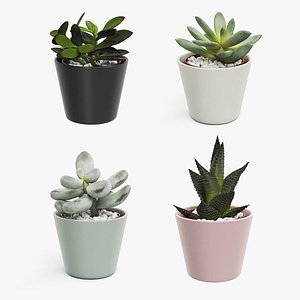 Decorative Indoor Plants Collection 2