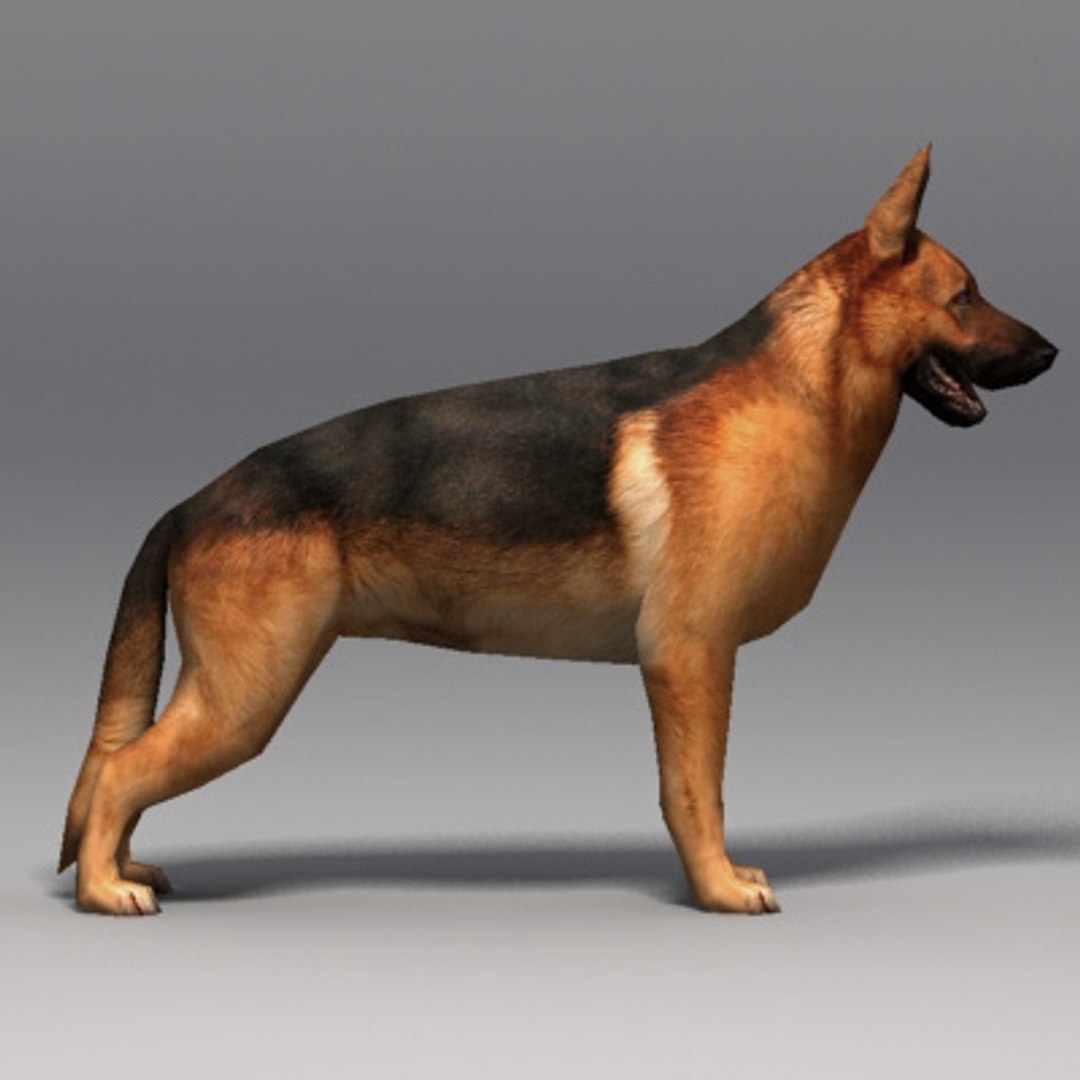 German Shepherd 3d Model