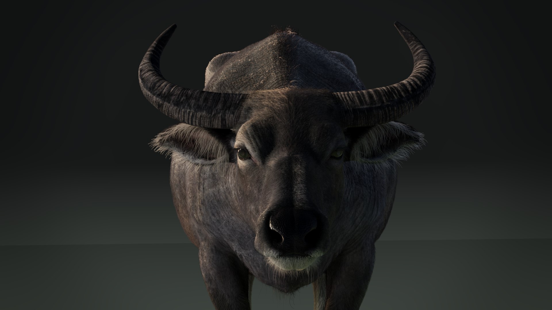 3D Asian Buffalo Animation - TurboSquid 1566102