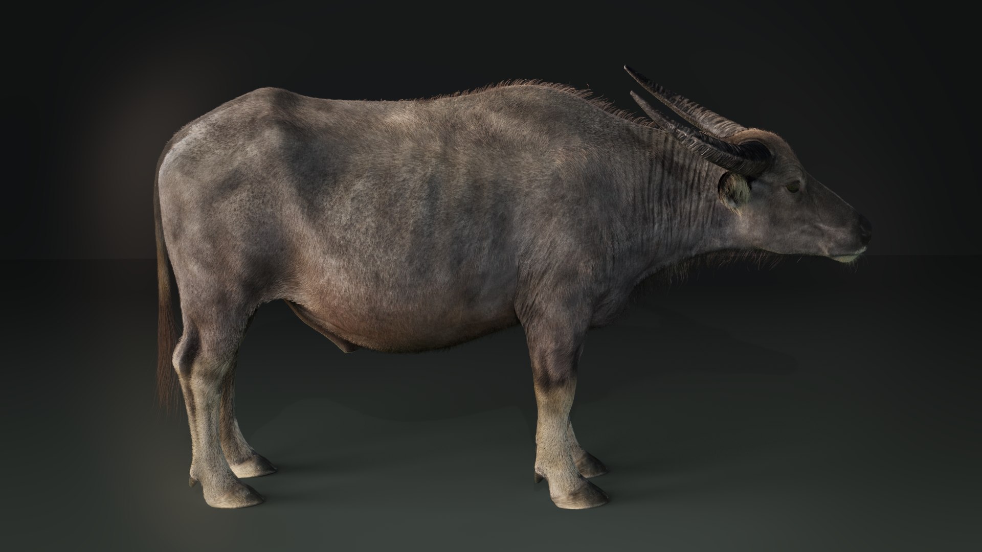 3D Asian Buffalo Animation - TurboSquid 1566102