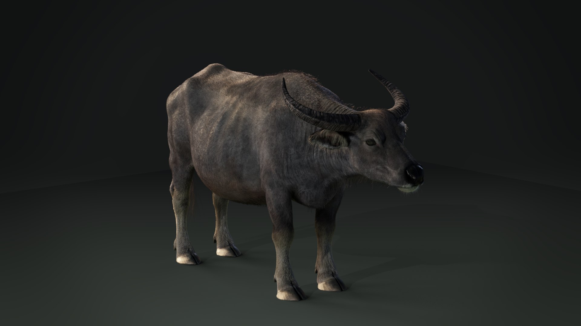 3D Asian Buffalo Animation - TurboSquid 1566102