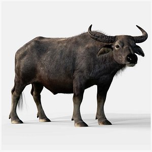 3D asian buffalo animation