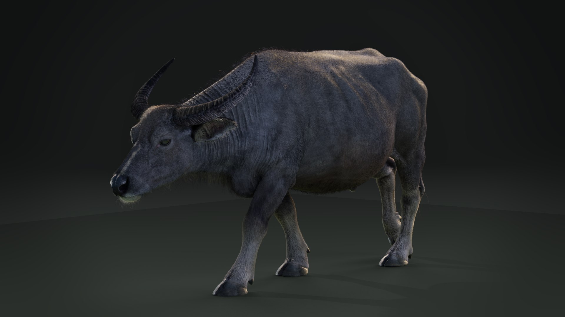 3D Asian Buffalo Animation - TurboSquid 1566102