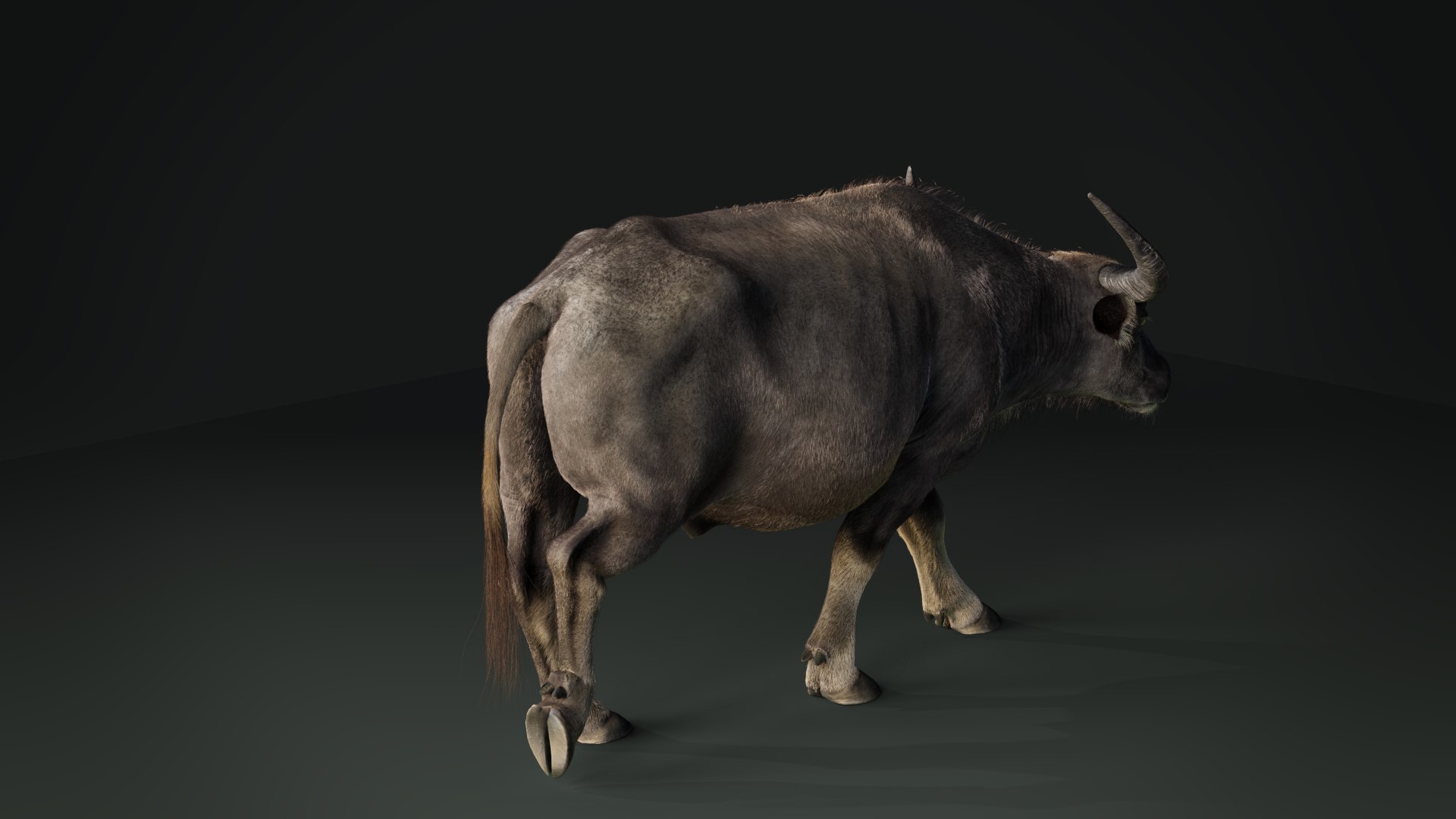 3D Asian Buffalo Animation - TurboSquid 1566102