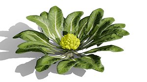 Romanesco Broccoli Plant 3D Model Collection