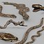 Snake Reptile Pack 8K 3D model