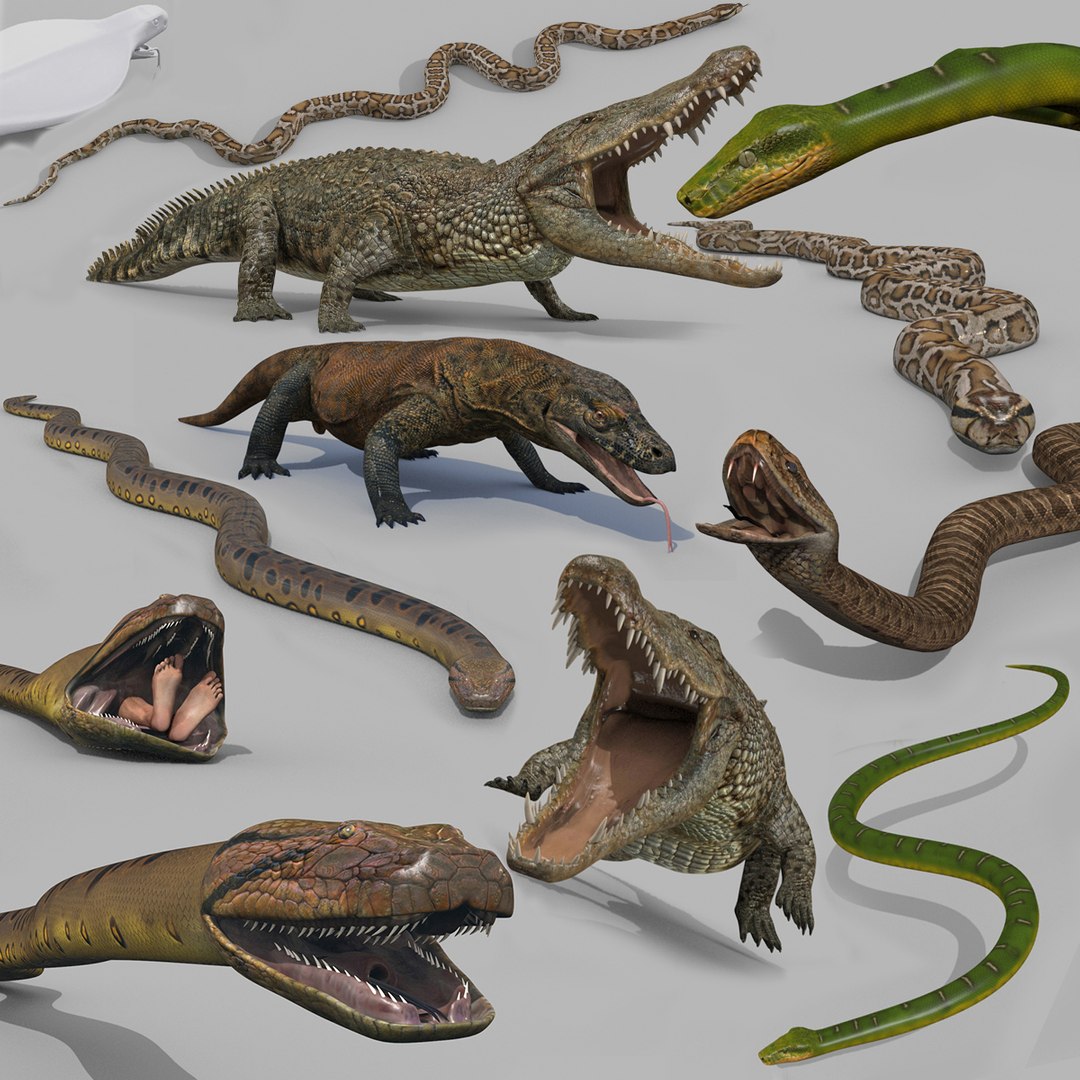 Snake Reptile Pack 8K 3D model https://p.turbosquid.com/ts-thumb/Zl/yrCiHt/ed/000/jpg/1771378656/1920x1080/fit_q87/6fa950eaf06a45226de91779f4e9186b65ac05a2/000.jpg