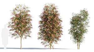 Burgundy Myrtle tree c