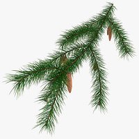 Evergreen Spruce Branch with Hanging Cones