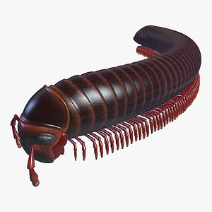 Archispirostreptus gigas
