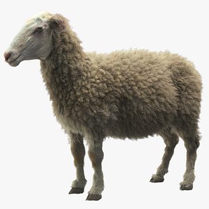 3d sheep -