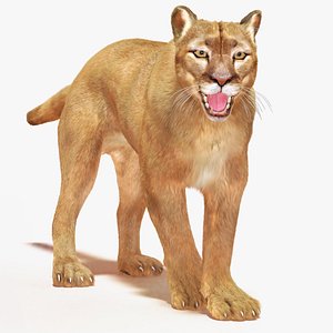 Snarling Puma Fur