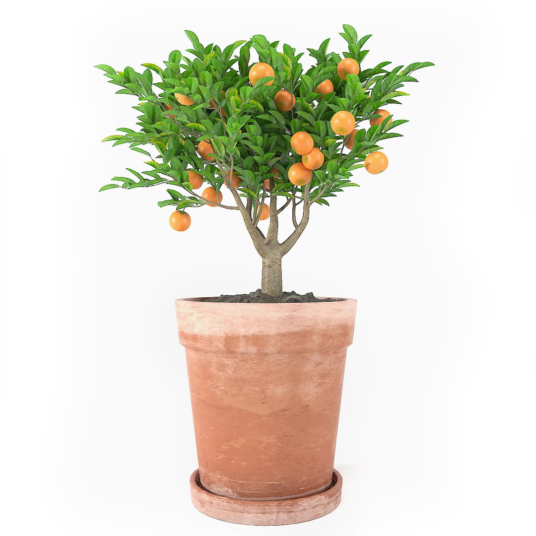 3D plant model https://p.turbosquid.com/ts-thumb/Zm/YMGjv3/2okgDJo2/plants_set_04_pic_03/jpg/1531261418/1920x1080/fit_q87/ee016a345222e33623e2819c60bba9b8aa13e6c1/plants_set_04_pic_03.jpg