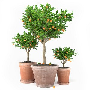 Plants Set 04
