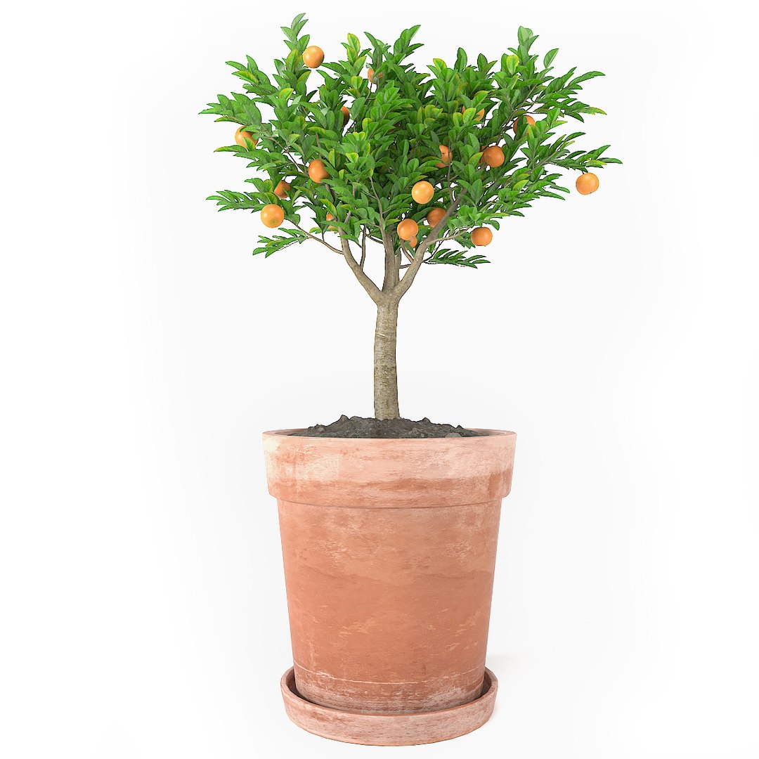 3D plant model https://p.turbosquid.com/ts-thumb/Zm/YMGjv3/kDWl31us/plants_set_04_pic_02/jpg/1531261404/1920x1080/fit_q87/64e057b97d6a0e8f4a90fdd0fe61485eae543ef9/plants_set_04_pic_02.jpg