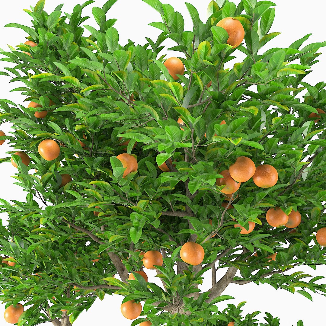 3D plant model https://p.turbosquid.com/ts-thumb/Zm/YMGjv3/p98P9Vji/plants_set_04_pic_04/jpg/1531261435/1920x1080/fit_q87/715de17af4947cbeab9d87411a42c61ee1d87e7b/plants_set_04_pic_04.jpg