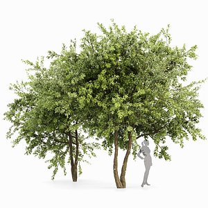 Water gum 2 trees 3D model