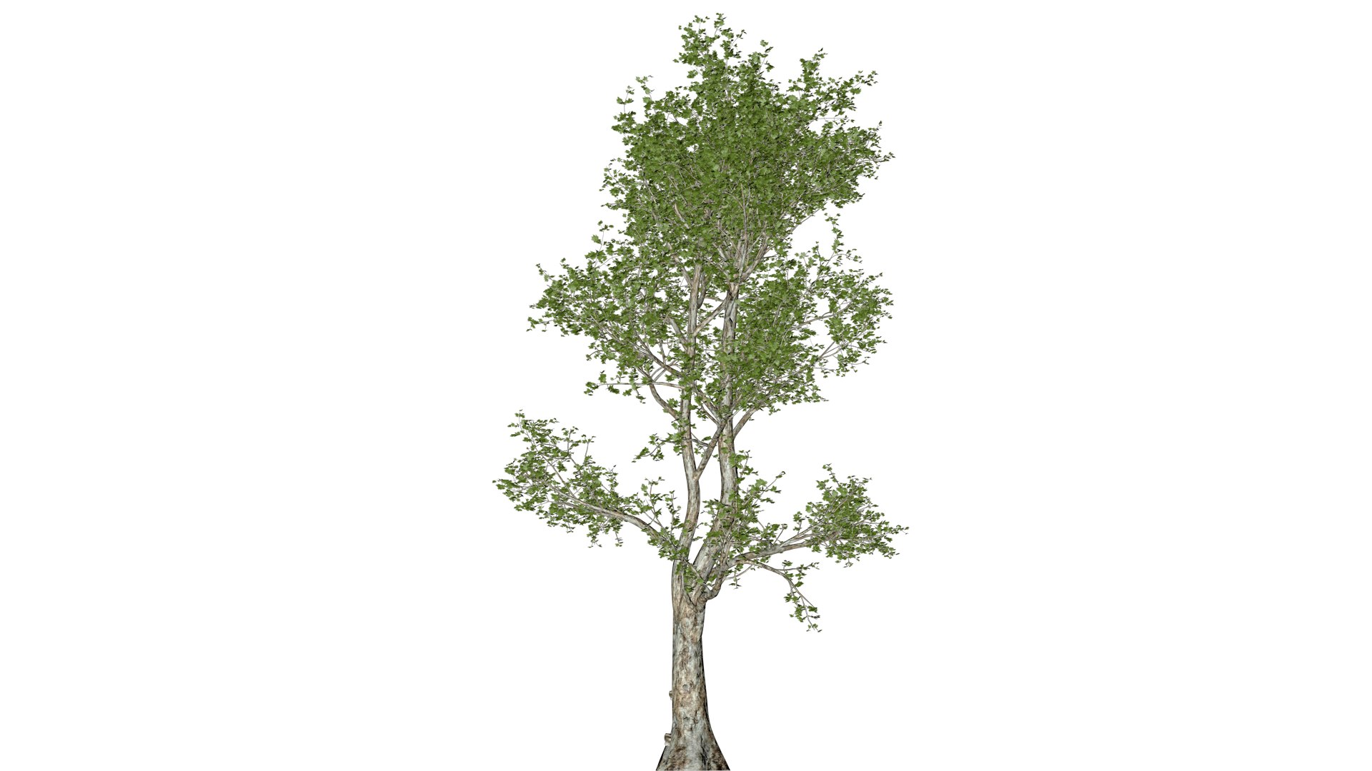 London Plane Tree - 10 - 3D model https://p.turbosquid.com/ts-thumb/Zm/nilwqN/MQ/lon_103/png/1742233398/1920x1080/fit_q87/67eea2f42787f43aa729d2a91352c9ad06b62a00/lon_103.jpg