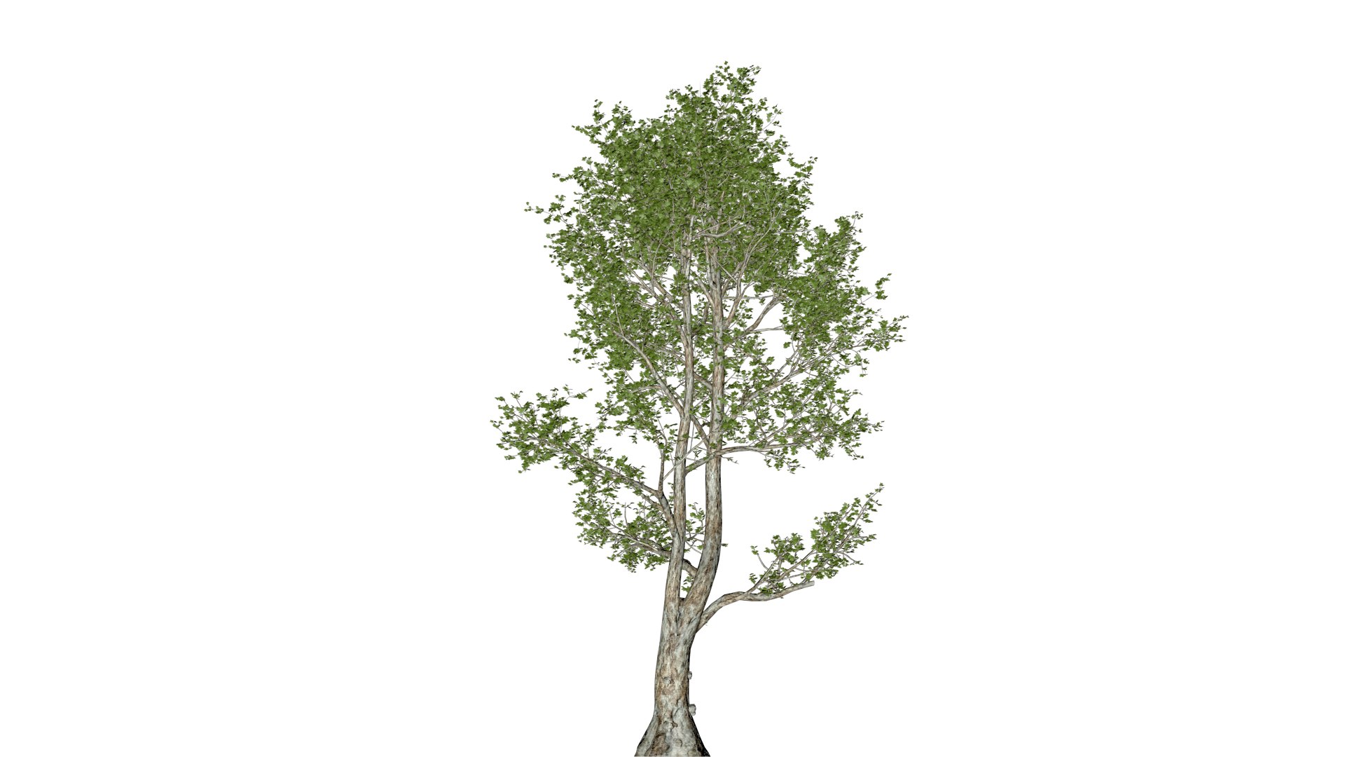 London Plane Tree - 10 - 3D model https://p.turbosquid.com/ts-thumb/Zm/nilwqN/iP/lon_102/png/1742233397/1920x1080/fit_q87/13c056592e5f4835c02c824d30295c455a6ef2c0/lon_102.jpg
