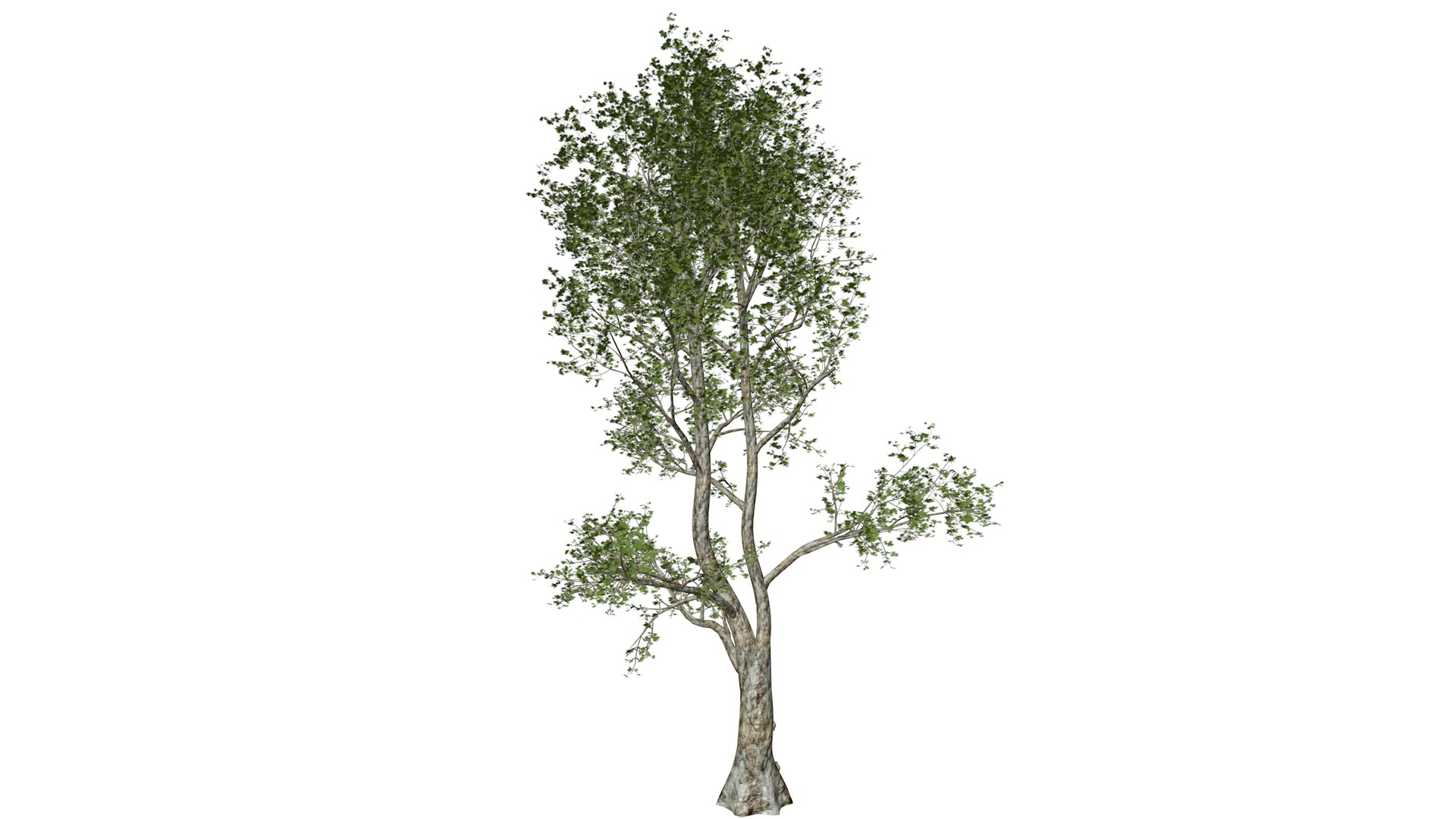 London Plane Tree - 10 - 3D model https://p.turbosquid.com/ts-thumb/Zm/nilwqN/oz/londonplane_10_030/png/1742233398/1920x1080/fit_q87/e45bb5f7fecbb4bad4c29d3fdf0ac80fd3c10d75/londonplane_10_030.jpg