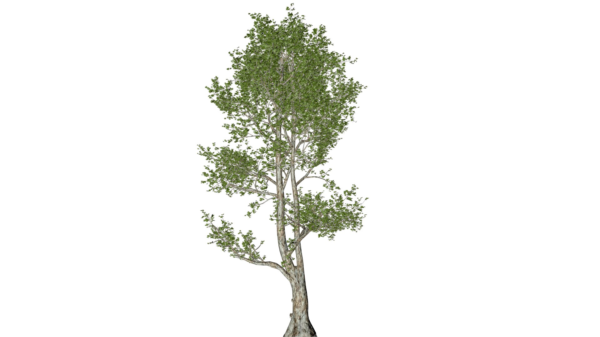 London Plane Tree - 10 - 3D model https://p.turbosquid.com/ts-thumb/Zm/nilwqN/p1/lon_10/png/1742233396/1920x1080/fit_q87/adc5a434a8104702ed22c305f32492f1b61fa0f5/lon_10.jpg