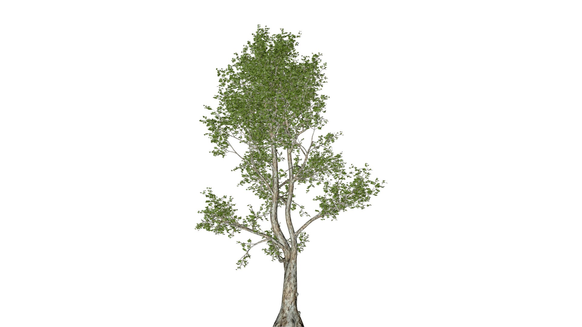 London Plane Tree - 10 - 3D model https://p.turbosquid.com/ts-thumb/Zm/nilwqN/xB/lon_101/png/1742233396/1920x1080/fit_q87/e1046459aa76a56b50500d010971d1ce32b96a14/lon_101.jpg