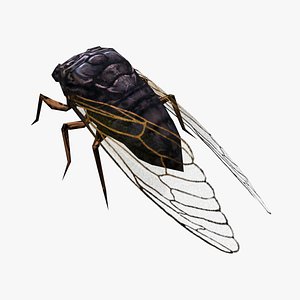 Animated cicada 3D model